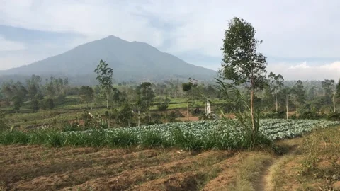 Mountain Vegetable Fields with Scenic Highland Landscape Video stock 345832786