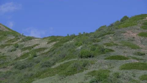 Mountain vegetation Stock Footage 221000893