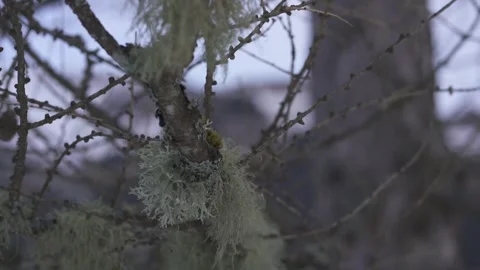 Mountain vegetation growing in alpine environment Stock Footage 327619447