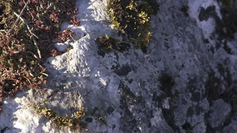 Mountain vegetation growing in alpine environment Stock Footage 327619761