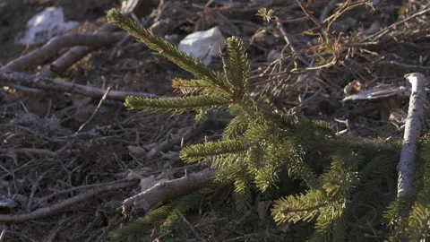 Mountain vegetation growing in alpine environment Stock Footage 327619862