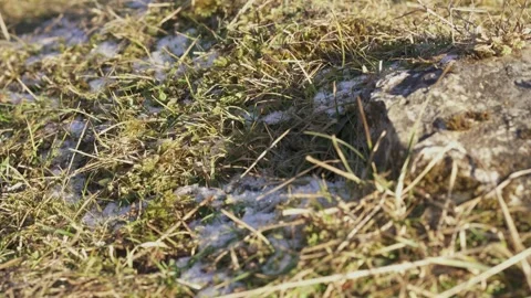 Mountain vegetation growing in alpine environment Stock Footage 327620130