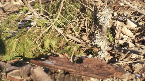 Mountain vegetation growing in alpine environment Stock Footage 327620178