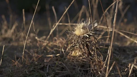 Mountain vegetation growing in alpine environment Stock Footage 327620180