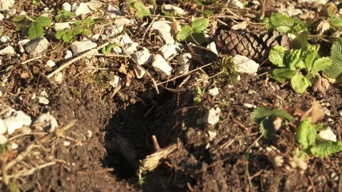 Mountain vegetation growing in alpine environment Stock Footage 327620203