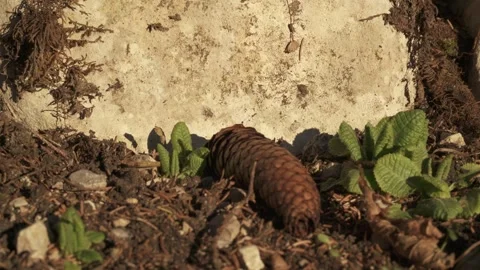 Mountain vegetation growing in alpine environment Stock Footage 327620463