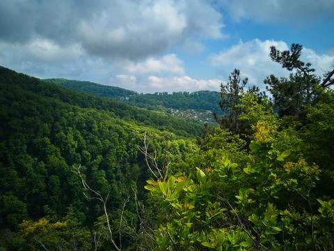 Mountain vegetation in spring Stock Photos