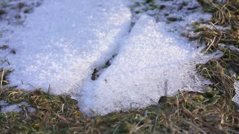 Mountain vegetation under snow in alpine environment Stock Footage 327620157
