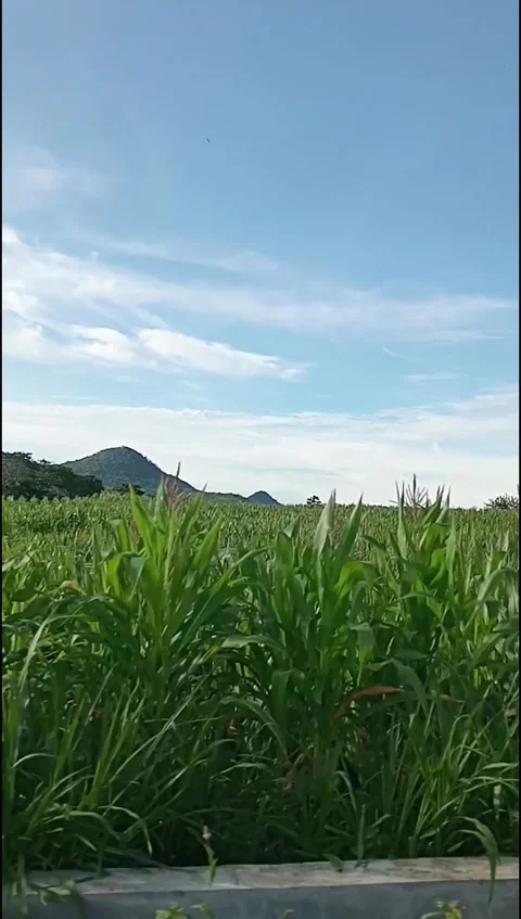 Mountain view and corn fields Stock Footage 297985374