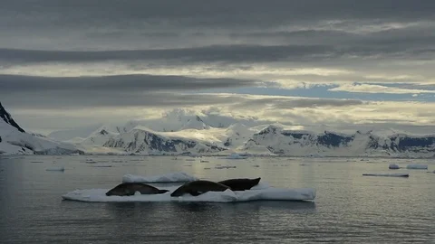 Mountain view in Antarctica Stock Footage 107742487