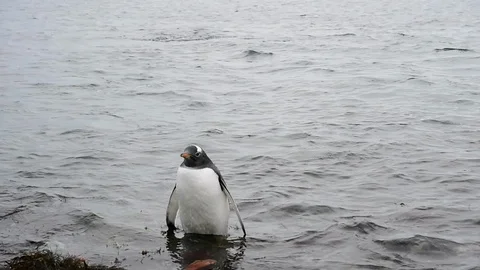 Mountain view in Antarctica Stock Footage 107742998