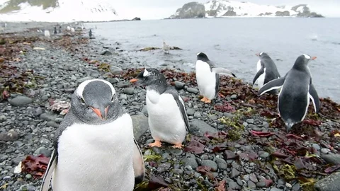 Mountain view in Antarctica Stock Footage 107743136