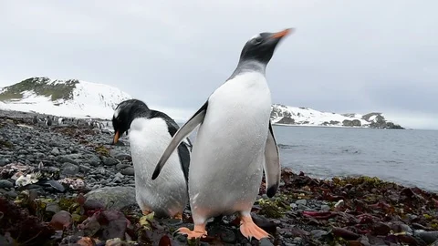 Mountain view in Antarctica Stock Footage 107743199