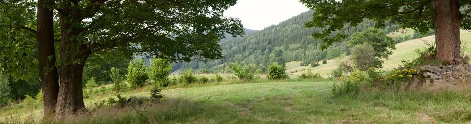 Mountain view with big tree Stock-Fotos