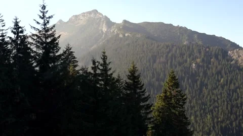 Mountain View with Evergreen Forest Stock Footage 302384450