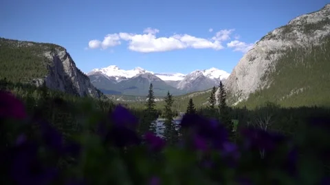 Mountain view with flowers in foreground Vídeo Stock 244947059