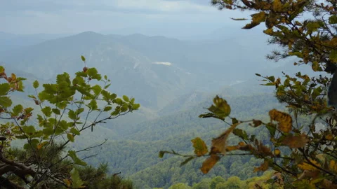 Mountain view from the forest Stock Footage 94727928
