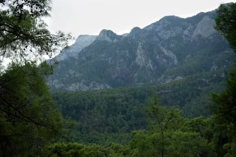 Mountain view from the forest Stock Photos