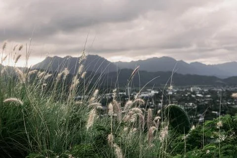 Mountain view from the grass field Stock Photos