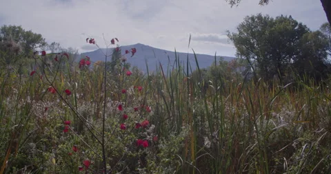 Mountain view from grassland. 스톡 동영상 286816576