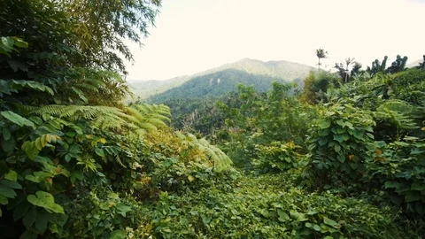 Mountain view of Green Rainforest Stock Footage 118547091