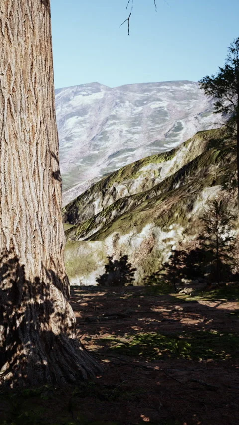 Mountain view with large tree in foreground and rocky slopes in background Stock Footage 337925261