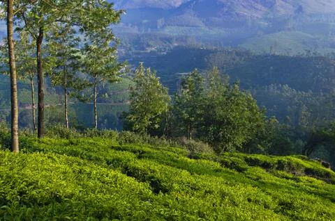 Mountain View Stock Photos