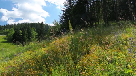 Mountain view of pine forest trees and flower field, blue sky and clouds 스톡 동영상 56253408