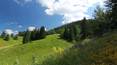 Mountain view of pine forest trees and flower field, blue sky and clouds Stock Footage 56253461