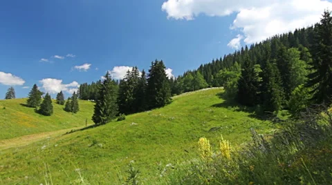 Mountain view of pine forest trees and flower field, blue sky and clouds 库存影片 56253477