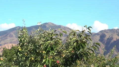 Mountain view from the porch Stock Footage 101319326