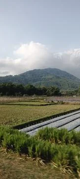 Mountain View With Rice Fields Around Stock Photos