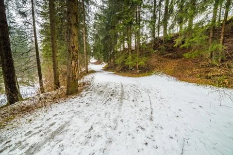 Mountain view of snowy forest Stock Photos