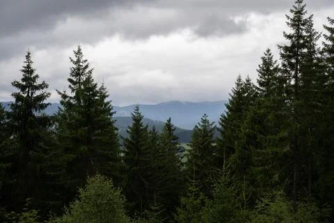 Mountain view through the forest Stock Photos