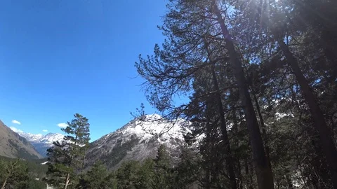 Mountain view through the forest on a sunny day Video stock 89816009