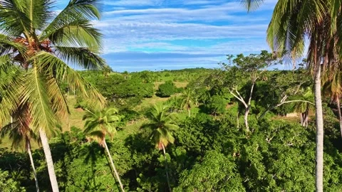 Mountain view through a palm forest. Stock Footage 327439103