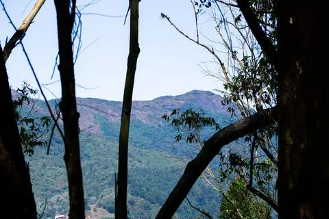 Mountain View Through the Trees Stock Photos