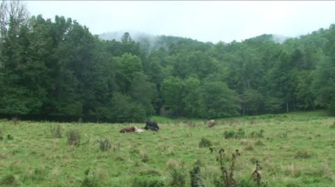 Mountain View Tracking Stock Footage 29809927