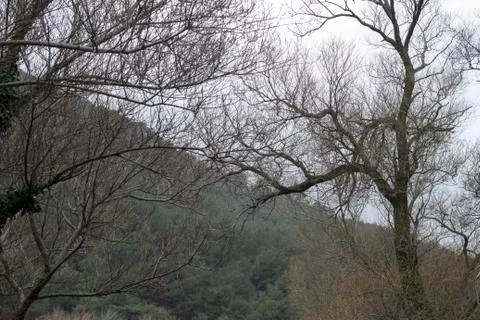 A Mountain View with Tree Branches Stock Photos