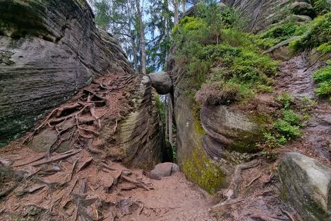 Mountain view with tree roots. Moss on the ground. Stock Photos