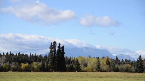 Mountain View with Trees and Cattle in Mid-ground Stock Footage 218405543