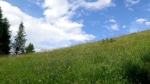 Mountain view with trees, flowers ad hill Stock Footage 102047112