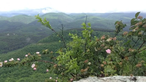 Mountain view with a wishes tree at cave city Mangup Kale - Crimea Russia Stock Footage 73766023