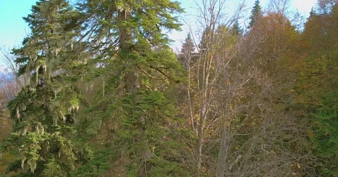 The mountain views through the spruce Stock Footage 81135298