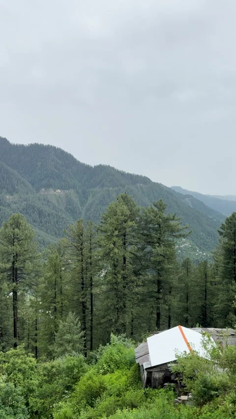 Mountain Village in Green Pine Forest Valley 스톡 동영상 343318424
