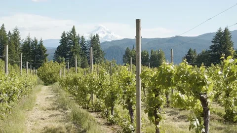 Mountain Vineyard Stock Footage 141689849