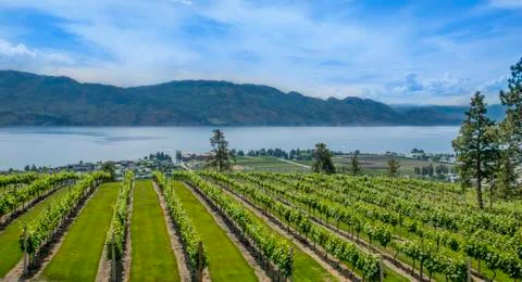 Mountain Vineyard Stockfoto's