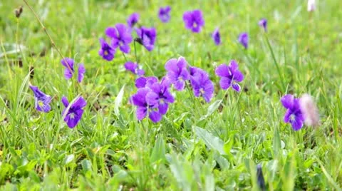 Mountain violets against a green grass are shaken by wind Stock Footage 20524658