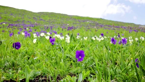 Mountain violets flowers Video stock 74516920