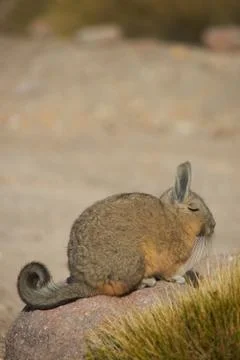 Mountain Viscacha Stock Photos